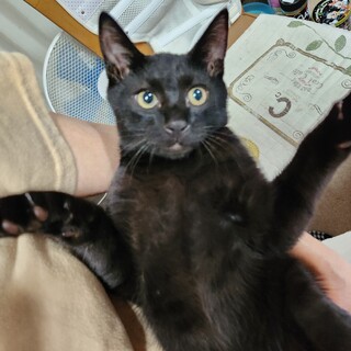 元気な男の子。くろねこ。