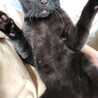 元気な男の子。くろねこ。 サムネイル2