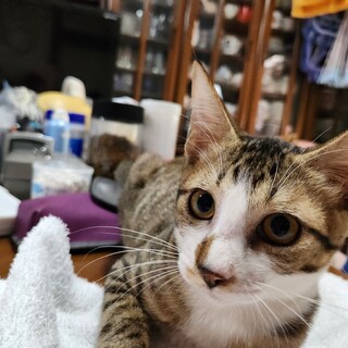 キジ白の男の子