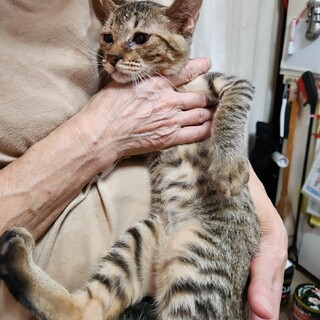 キジトラの男の子。