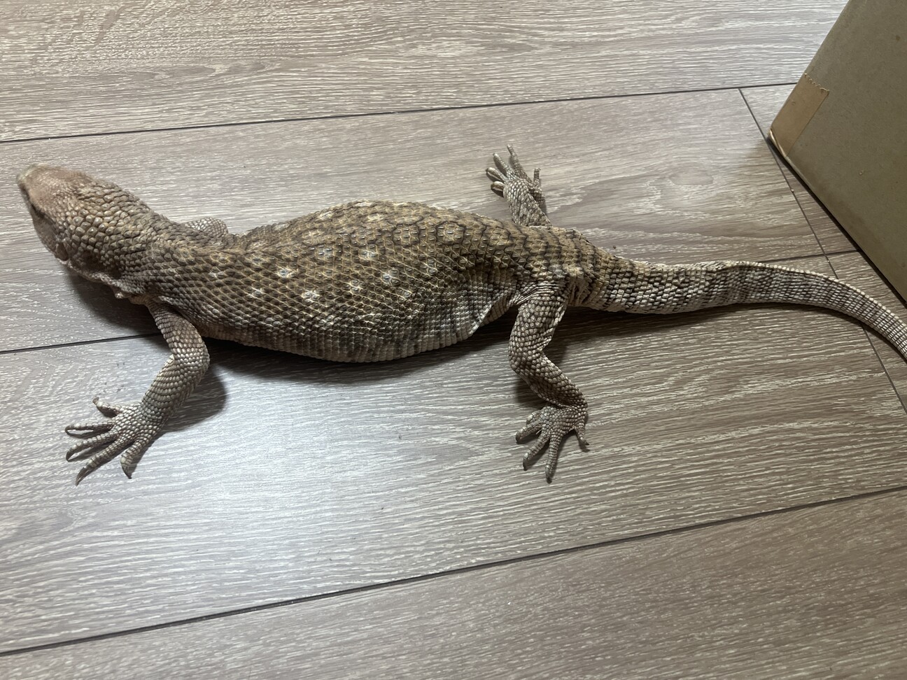 サバンナモニター」東京都 - 爬虫類・他の里親募集(496870) :: ペット