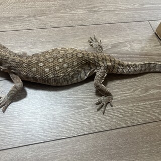 サバンナモニター