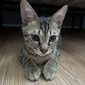 キジトラ2ヶ月オス　甘えん坊