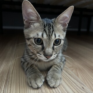 キジトラ2ヶ月オス　甘えん坊