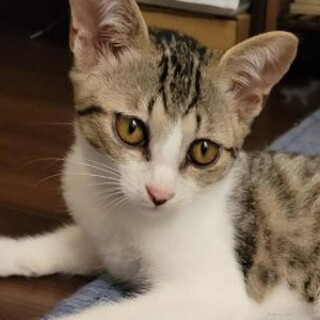 人とも猫とも上手くやれる優しい穏やかな四カ月姉妹