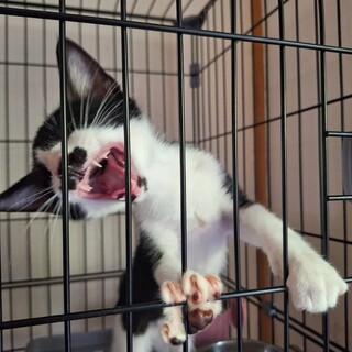 やんちゃで可愛い3月の子猫