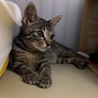 美少女キジトラのパトラちゃん