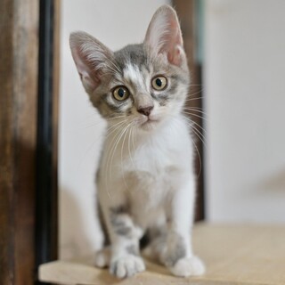 膝に乗ってきて撫でられるの大好き♡ココちゃん