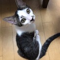 8/18(日)所沢譲渡会参加予定♪キジ白ピーナッツ