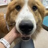 ピレ×バニMIX 男の子 サムネイル3