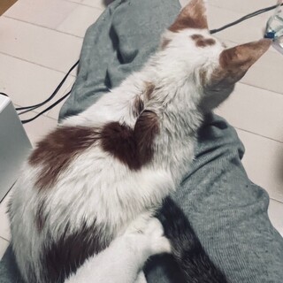 飼い猫大量遺棄からのレスキュー茶白こねこ女の子