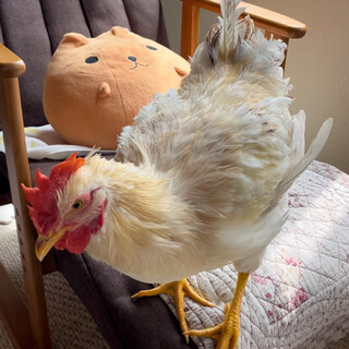 ボリスブラウン　オス　2024.4.16日生まれ