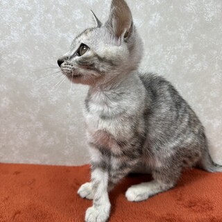 姉妹で参加‼️のんびり屋で甘えっ子姉の❤小梅