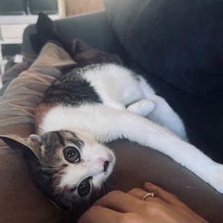 飼い猫大量遺棄からの保護三毛女