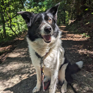 のんびりGo君！