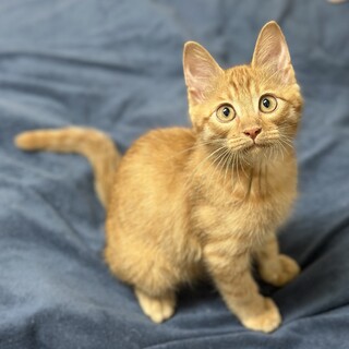 ⭐︎美猫、茶トラの元気な男の子⭐︎