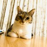 小堀ボリボリ