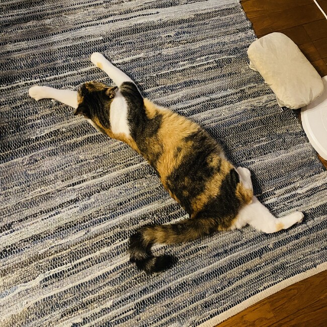 小堀ボリボリのカバー写真