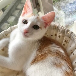 8月11日(日)島忠HOME'S東村山店譲渡会！ サムネイル3