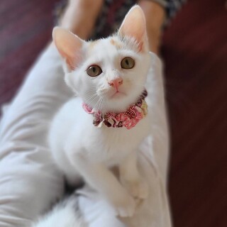 3兄弟姉妹の中で慎重でビビリな性格♡わらびちゃん