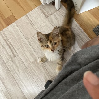 ふんわり長毛種？三毛。元気いっぱい