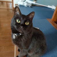 ヨル