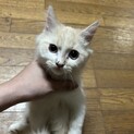 サイベリアンの女の子