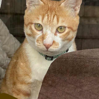 "急募"茶トラ男子♡