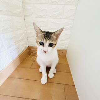 遊ぶの大好き♀ディバラ