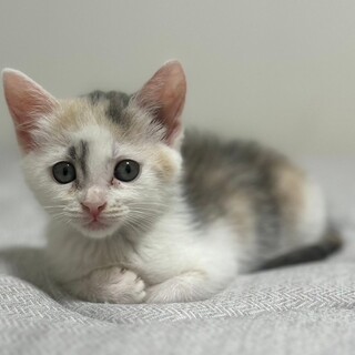 募集停止チュウが大好きな甘えん坊❤️こうめ