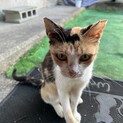 野良猫のミケちゃん