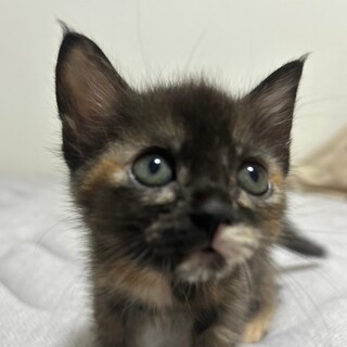 募集停止甘えん坊でお膝が大好きさび柄❤️みう