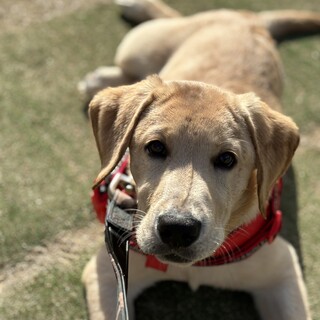 甘えん坊でとっても元気なしおんくん！