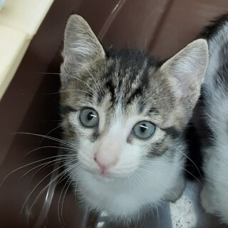 緊急募集おめめぱっちり美少女！約2ヶ月