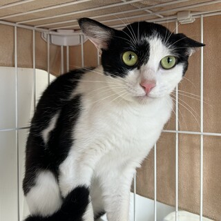 ぱっちょちゃん　推定1才　男の子