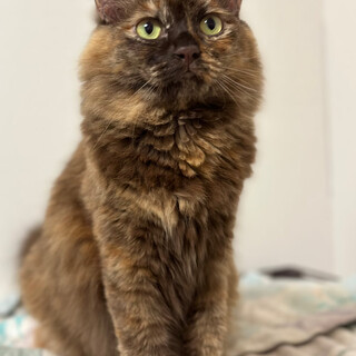 ゴージャスなロングコートのサビ猫