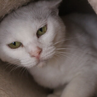 マリネちゃん　推定６才　女の子