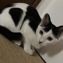 甘えん坊の丸柄の白黒猫ちゃん