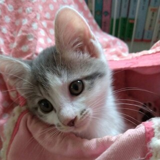 慎重派で控えめな女の子♡こまちちゃん