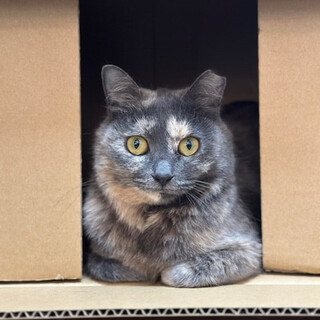 パステルサビミスティークちゃん