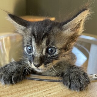 【5兄弟】長毛まじりのキジトラちゃん