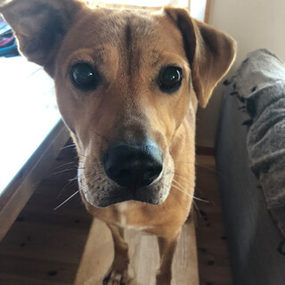 ピット風mix 男性が大好きな甘えん坊