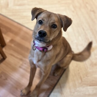 セッター風mix♀4歳