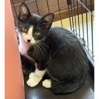 子猫かつお君、人馴れ抜群！