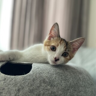 【11/17芝浦】きゅるんとした美少女★蘭ちゃん