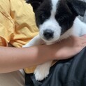 とにかく元気！中型犬mix 男の子