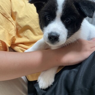 とにかく元気！中型犬mix 男の子