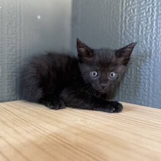 【5兄弟】黒猫ちゃん