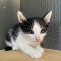 【5匹兄弟】白黒ハチワレちゃん