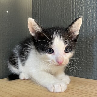 【5匹兄弟】白黒ハチワレちゃん